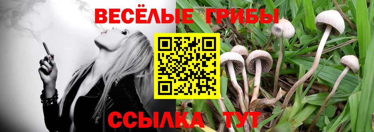 Вологда  Галлюциногенные грибы MAGIC MUSHROOMS  Вход с VPN 